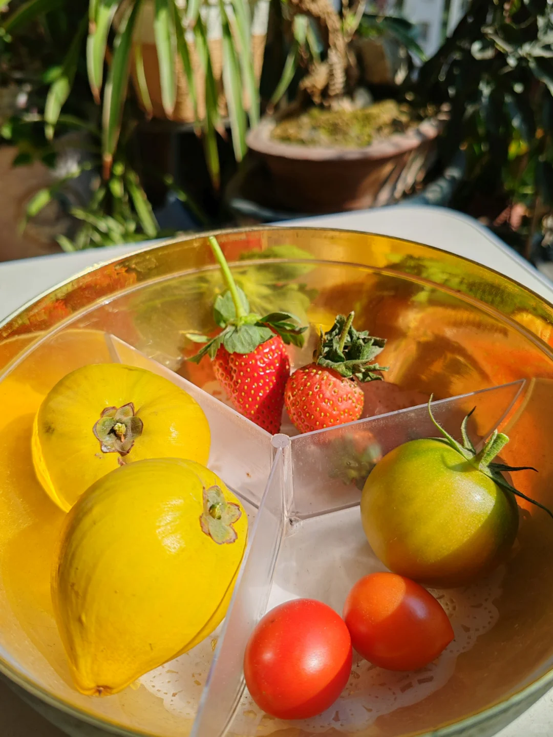 今天阳台农场小收获，这种水果90%人没吃过