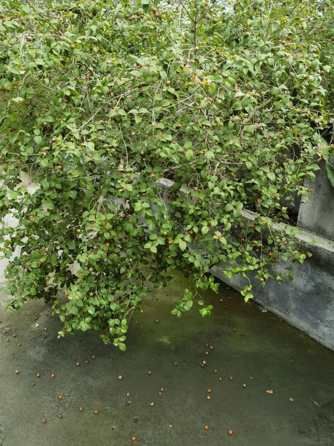 亲手栽种的水果丰收在望！