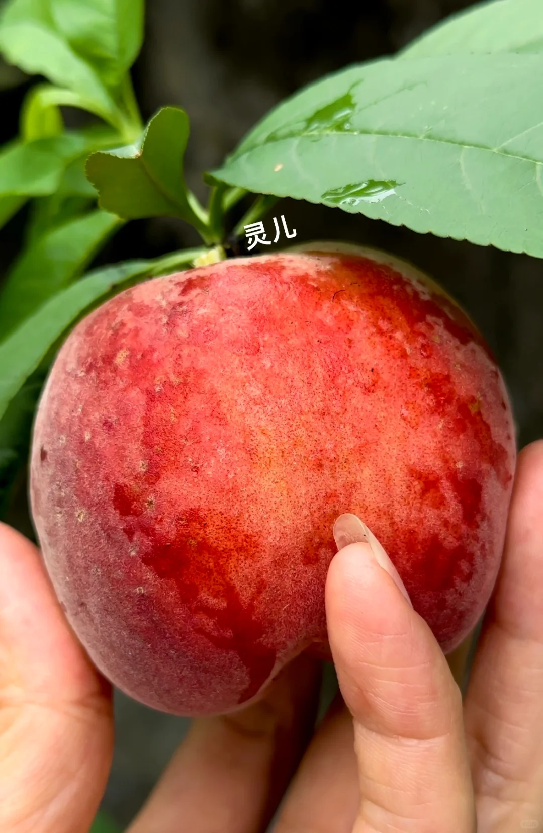 种在广州的盆栽台农水蜜桃成熟啦✌️