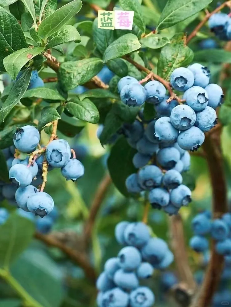阳台可以盆栽的水果合集?安利给所有姐妹