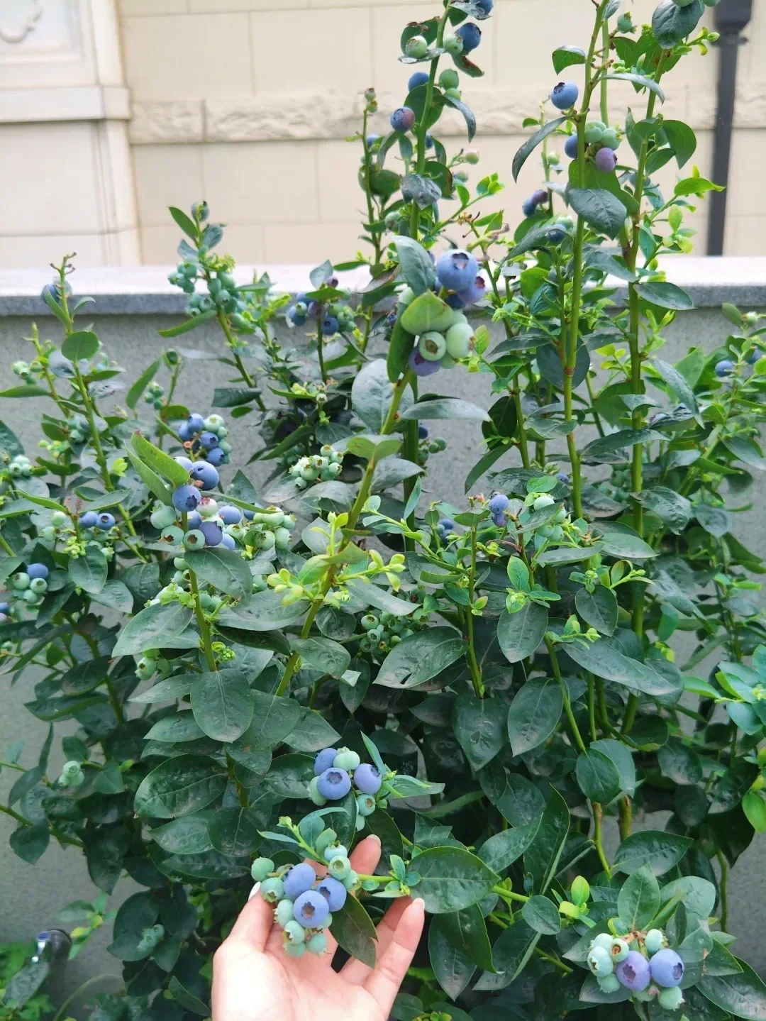 阳台就能种的8种水果,好看又好养,果子压弯