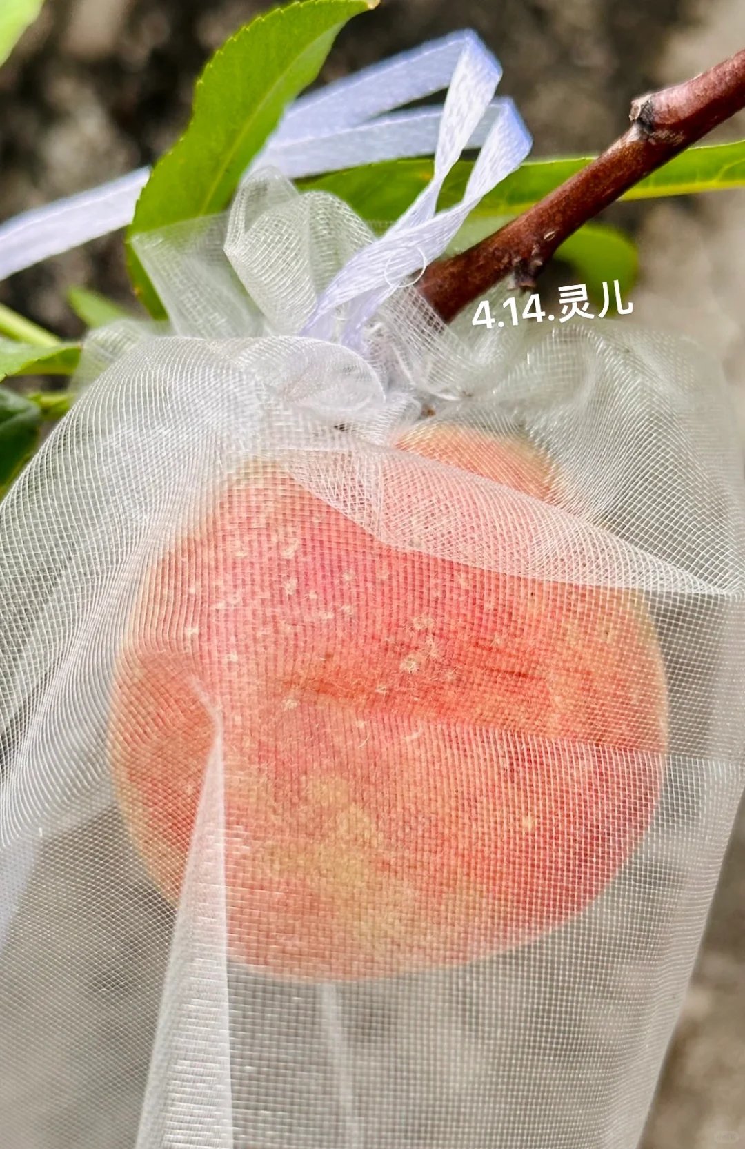 种在广州的盆栽台农水蜜桃成熟啦✌️