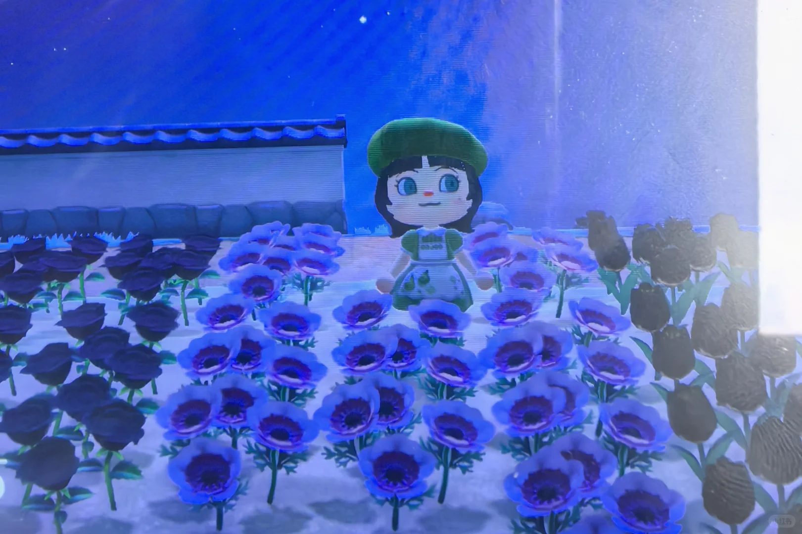 或许有老师想挖点异色花带走吗