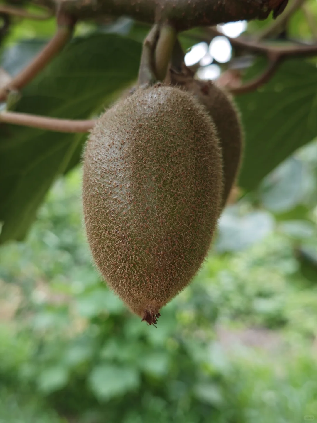 秋天是猕猴桃的季节?