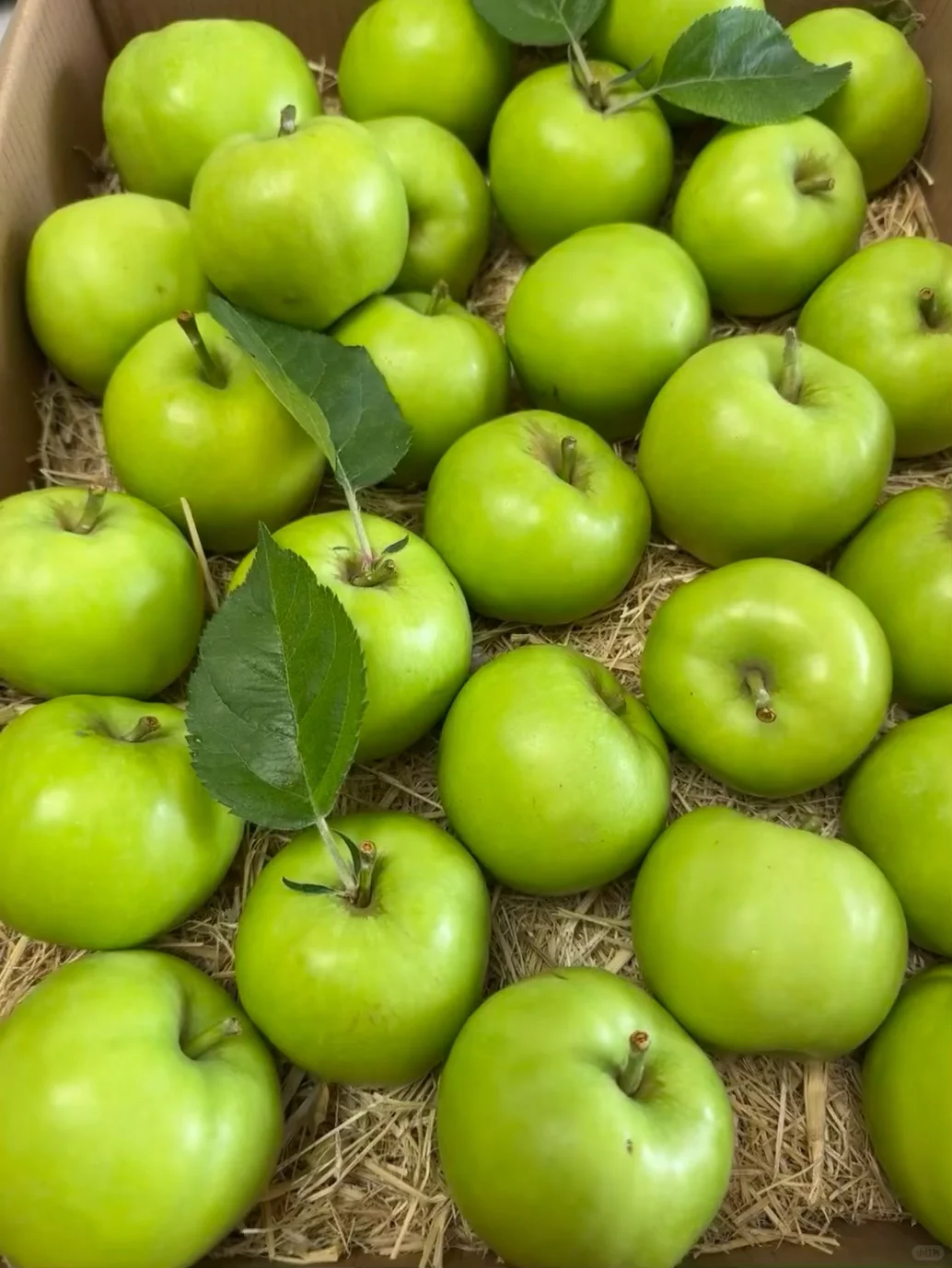 自家青苹果成熟啦,酸甜脆爽一口解腻