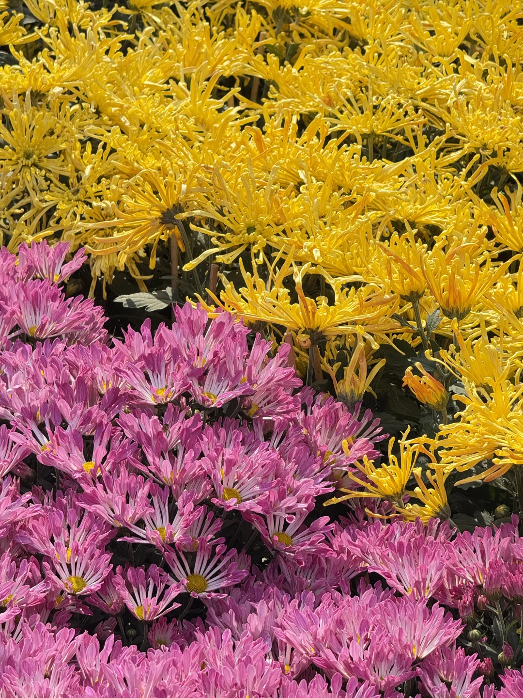 中山｜珠海出发?小榄菊花展，太好看啦！