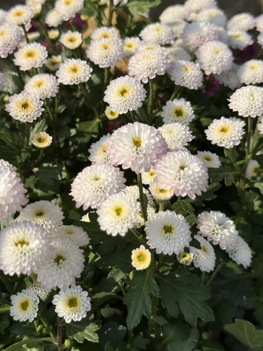 中山｜珠海出发?小榄菊花展，太好看啦！