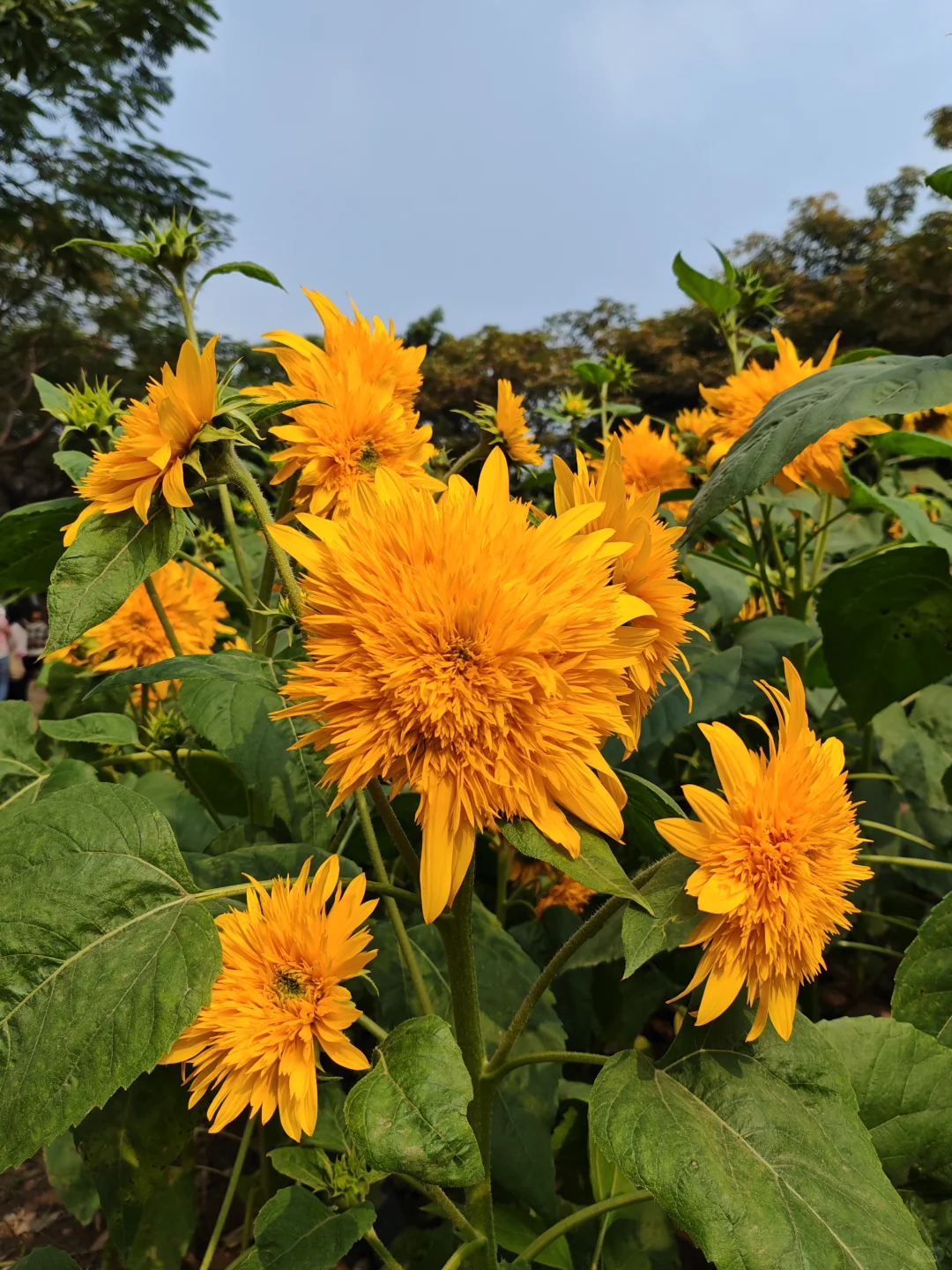 中山小榄菊花展 非正常人类参观指南…