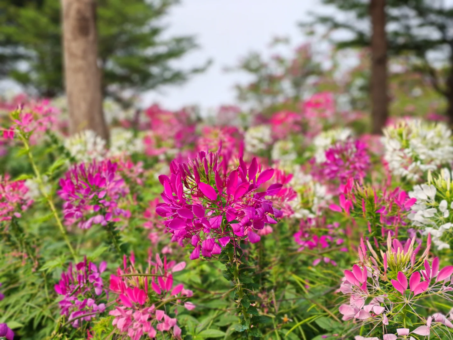 中山小榄菊花展 非正常人类参观指南…