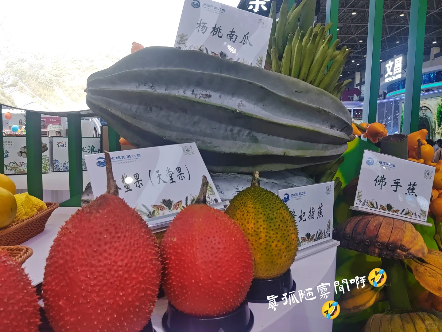 海南冬交会实测攻略！刺鲀萌翻+热带水果吃