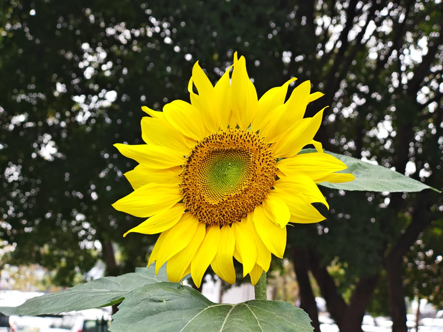 中山小榄菊花展 非正常人类参观指南…