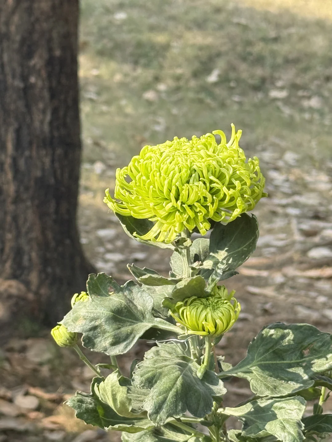 中山｜珠海出发?小榄菊花展，太好看啦！