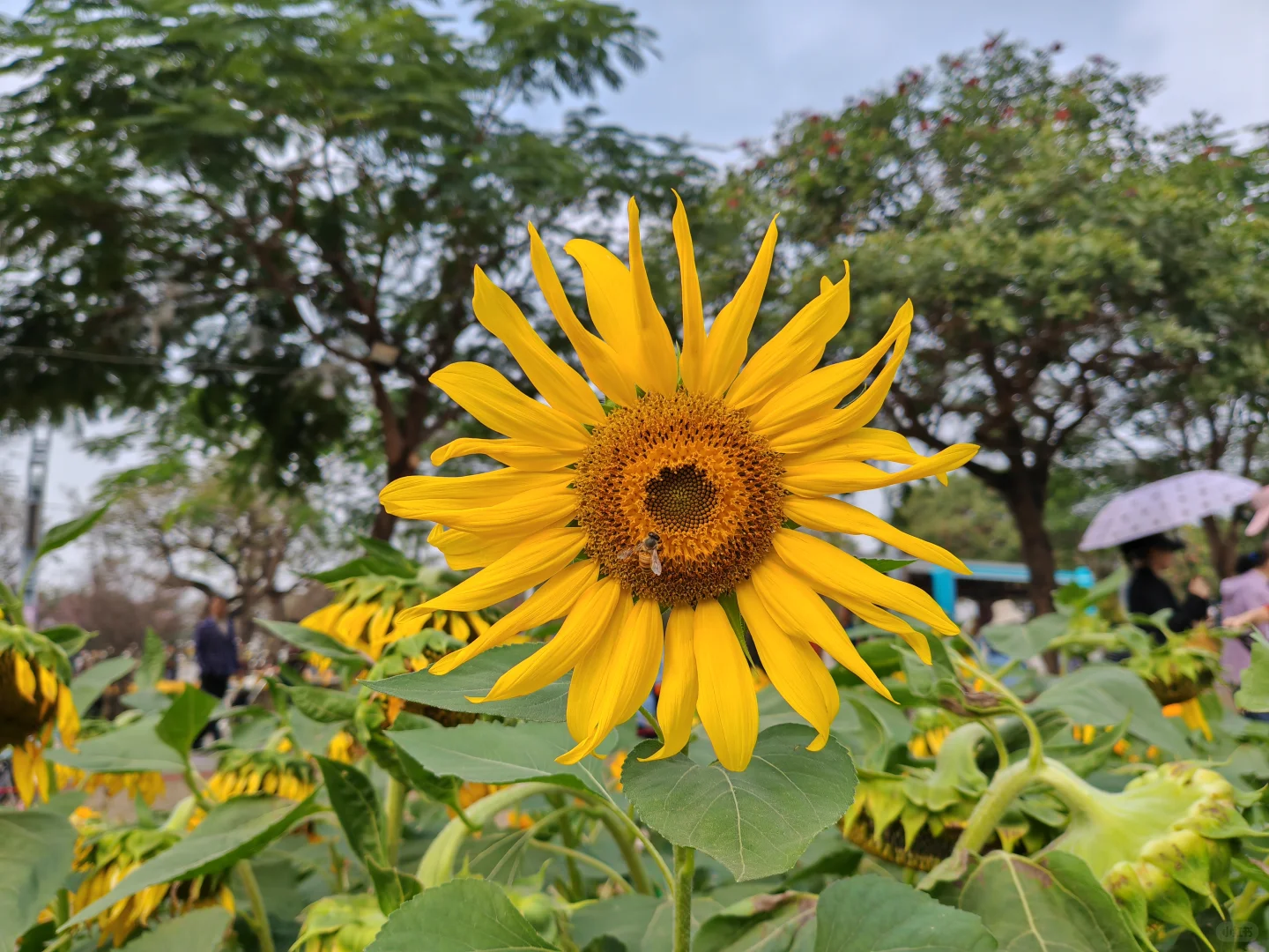 中山小榄菊花展 非正常人类参观指南…