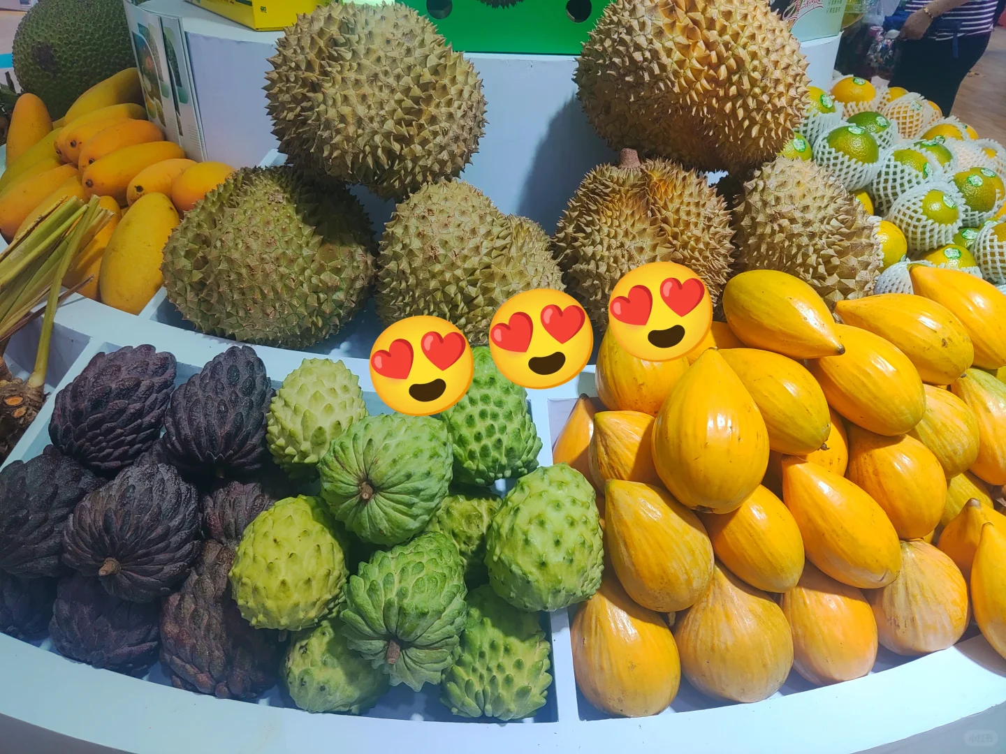 海南冬交会实测攻略！刺鲀萌翻+热带水果吃