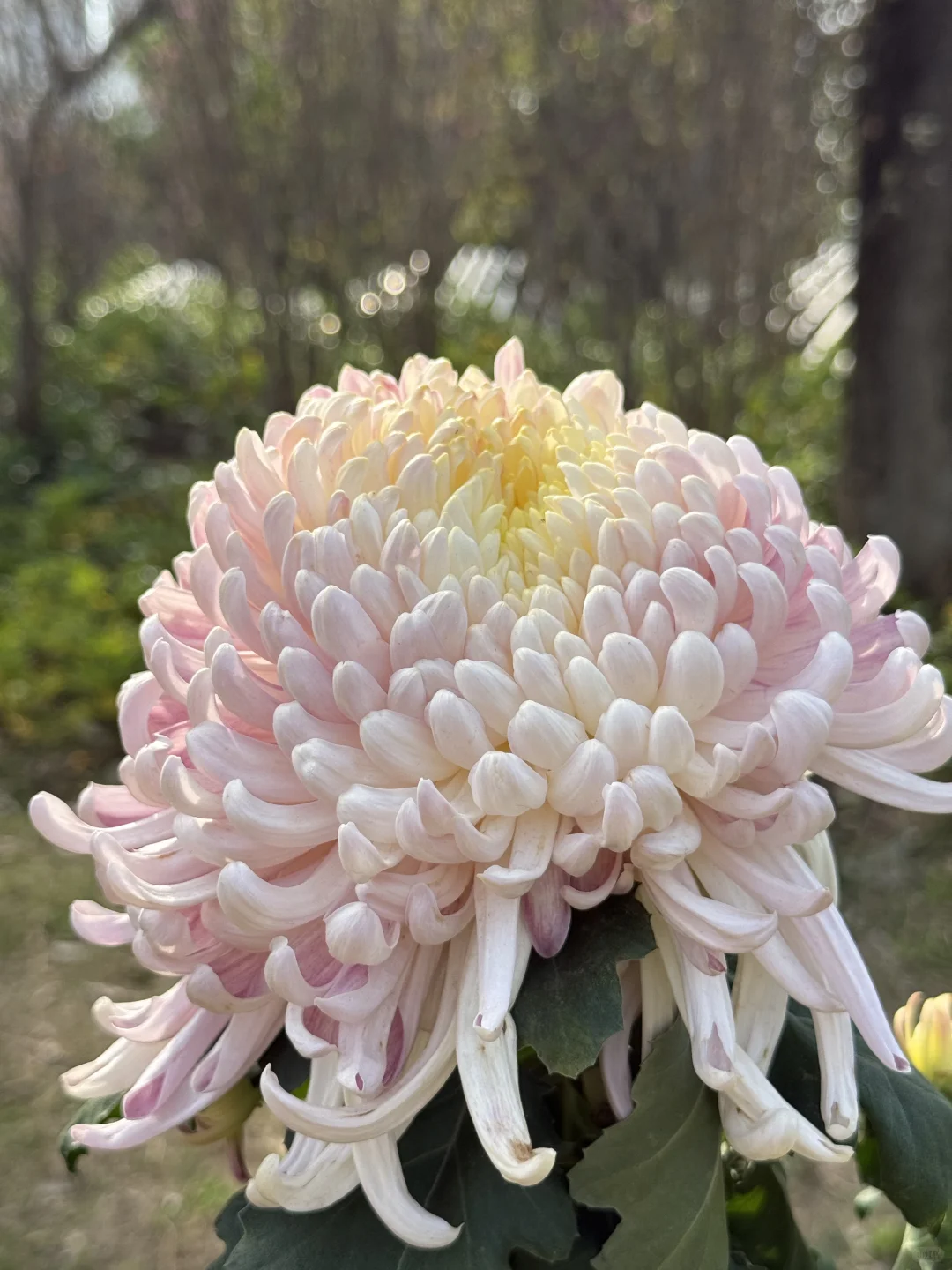 中山｜珠海出发?小榄菊花展，太好看啦！