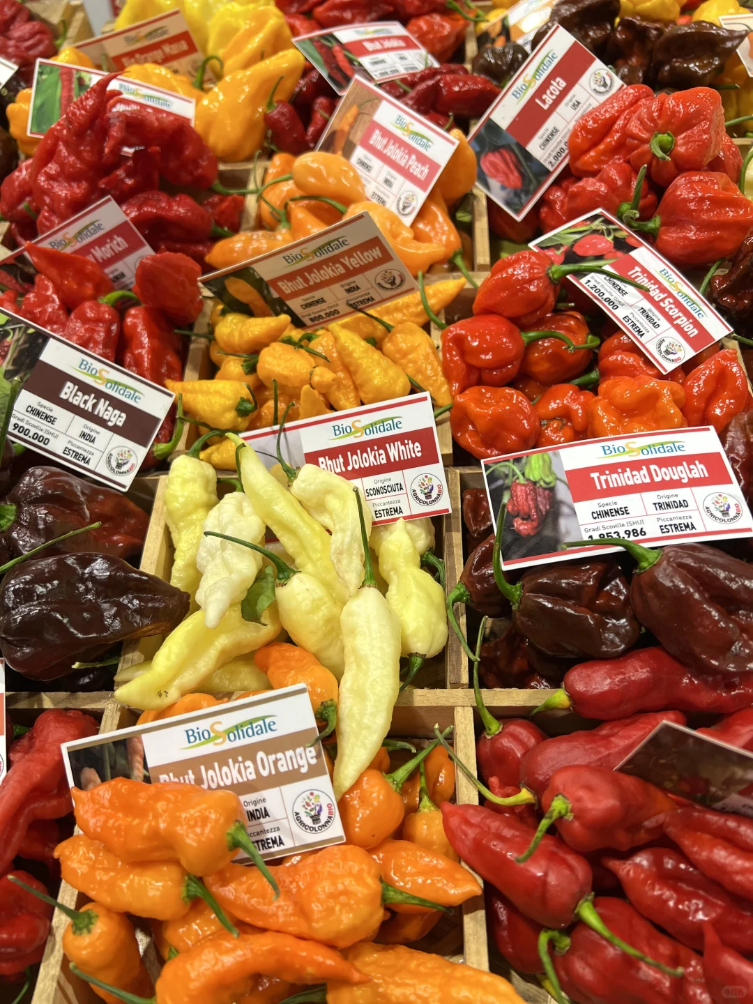 暴走6小时腿已断!米兰圣诞?大集实况!