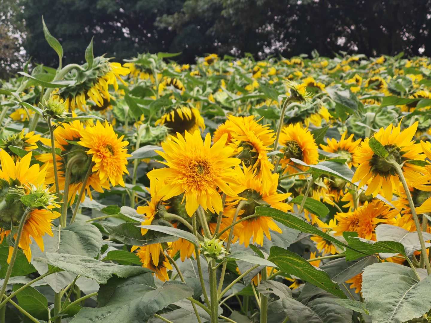 中山小榄菊花展 非正常人类参观指南…