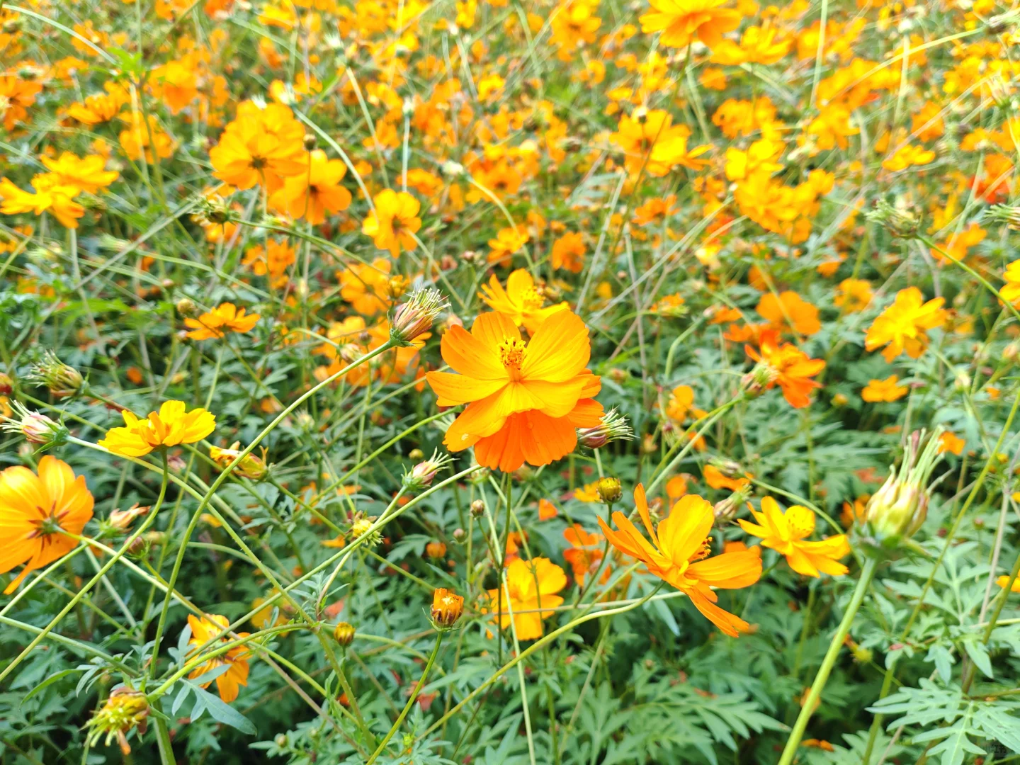 中山小榄菊花展 非正常人类参观指南…