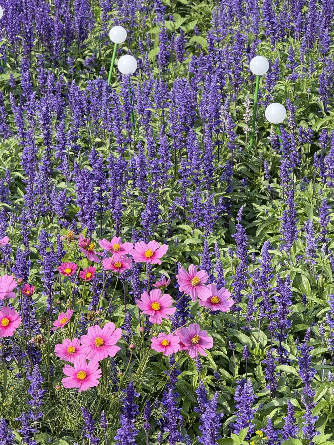 中山｜珠海出发?小榄菊花展，太好看啦！