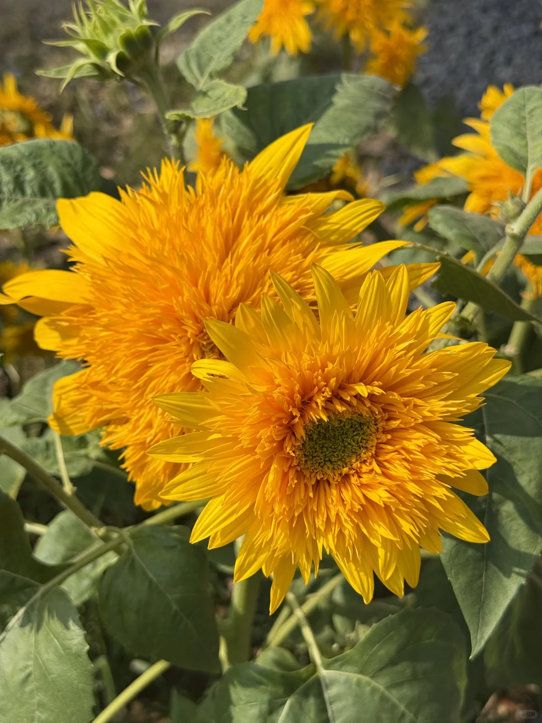 中山｜珠海出发?小榄菊花展，太好看啦！