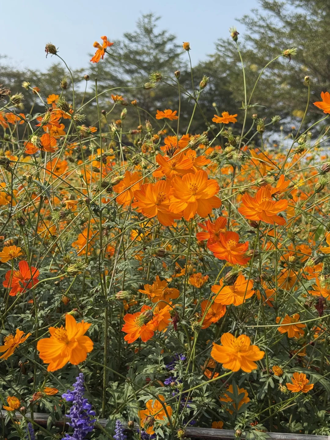 中山｜珠海出发?小榄菊花展，太好看啦！