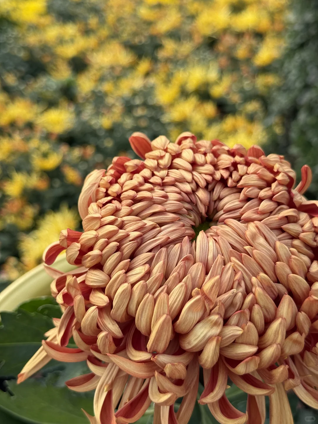 中山｜珠海出发?小榄菊花展，太好看啦！