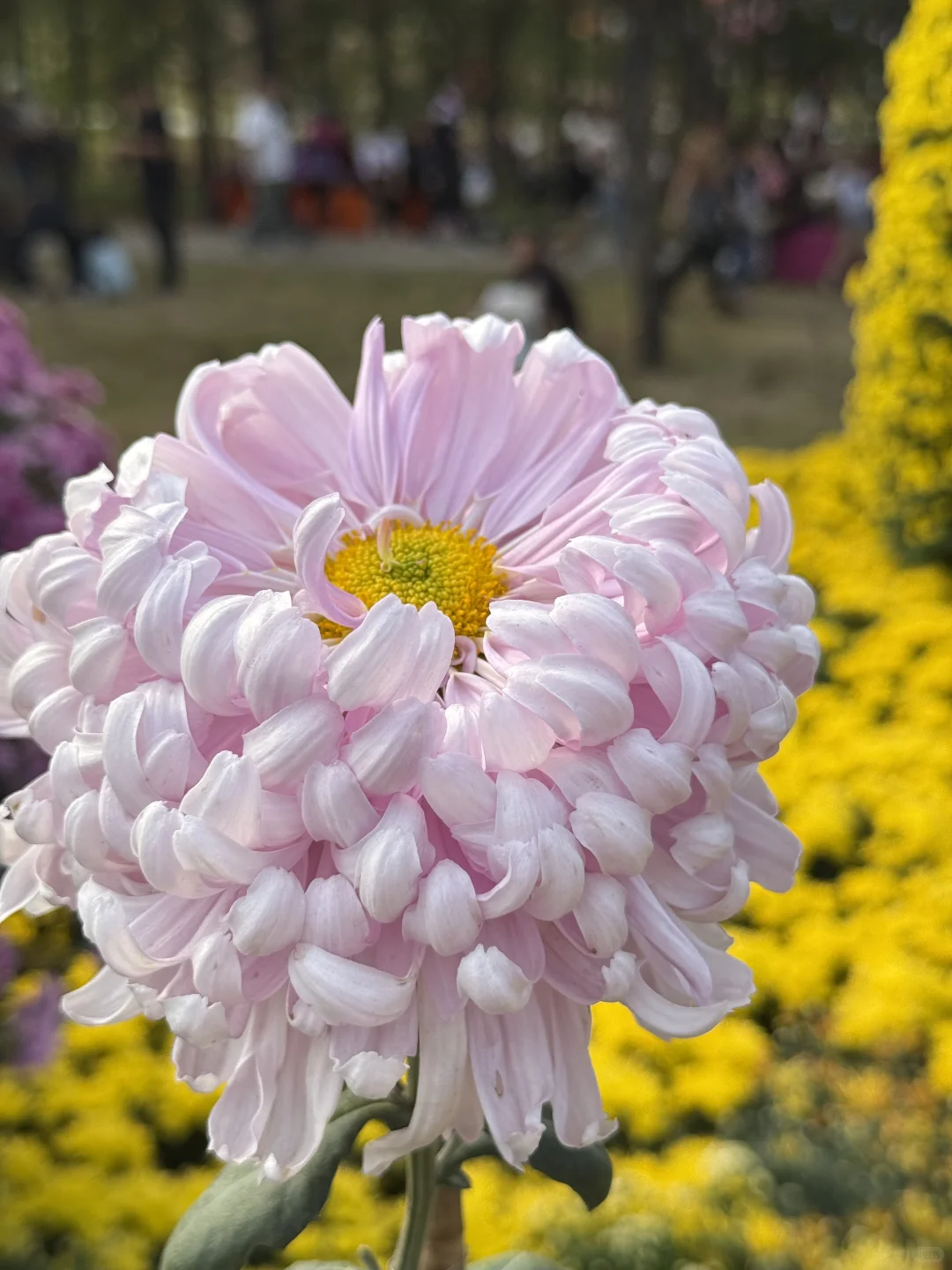中山｜珠海出发?小榄菊花展，太好看啦！