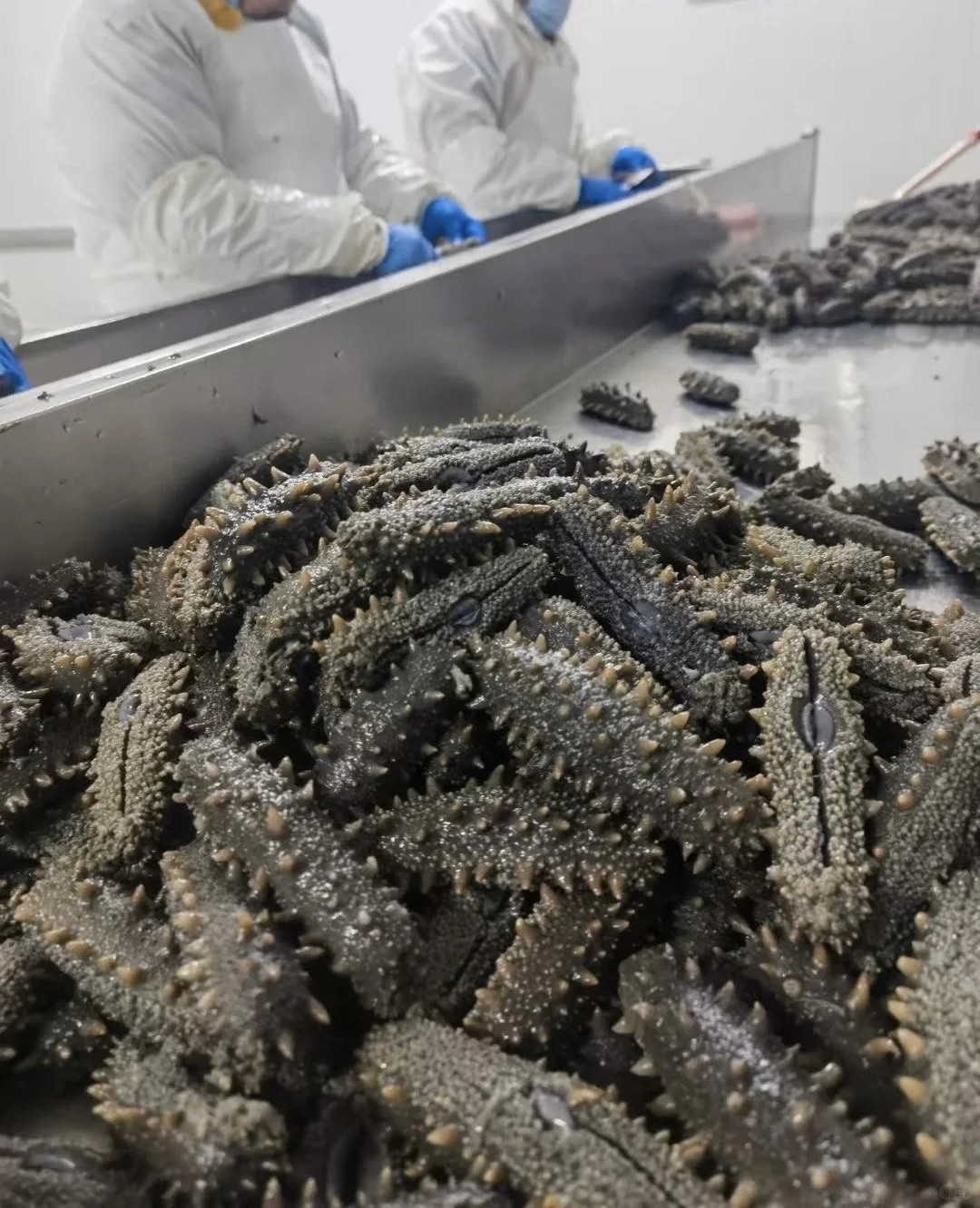 海参原料严格把关！