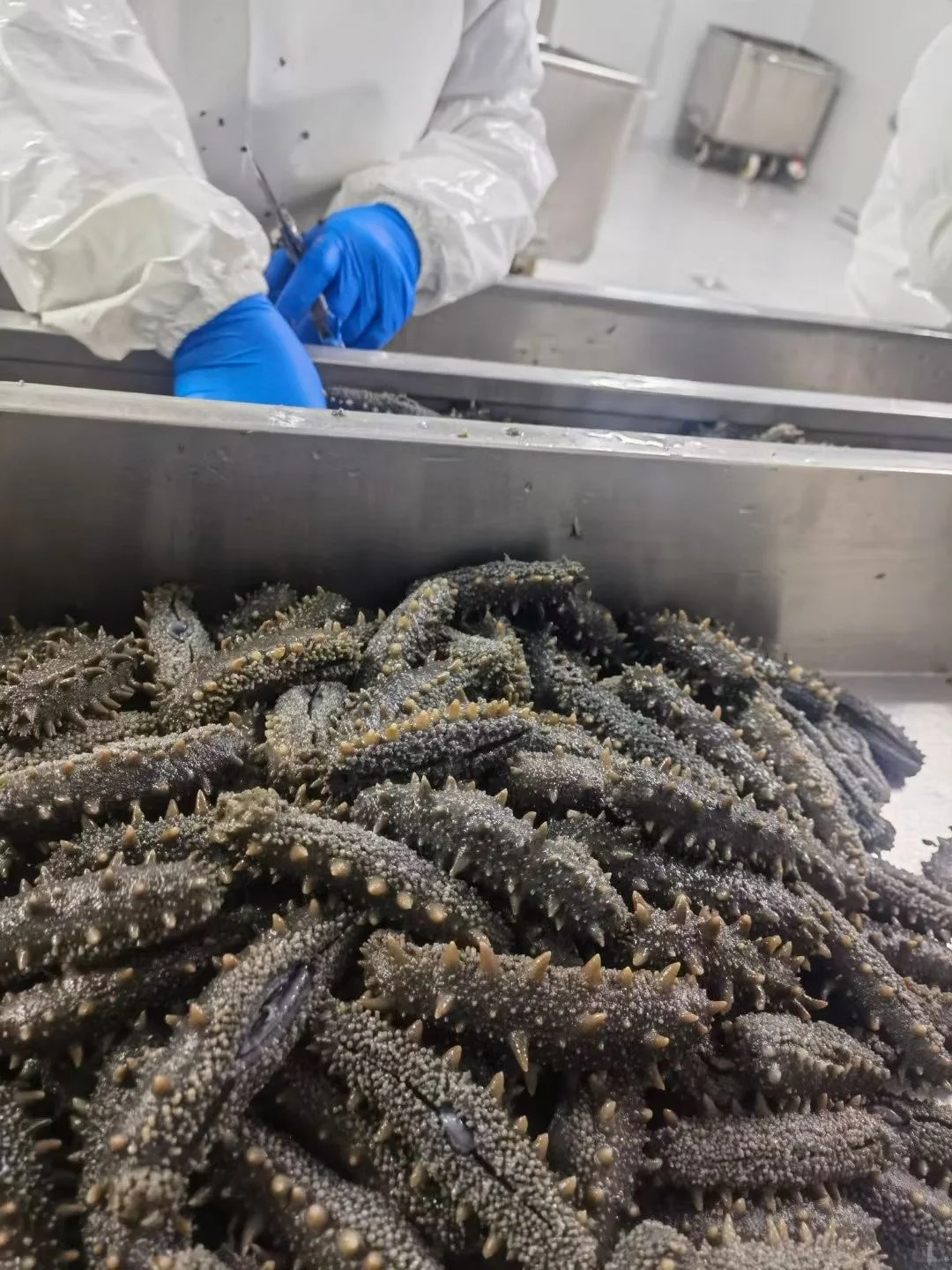 海参原料严格把关！