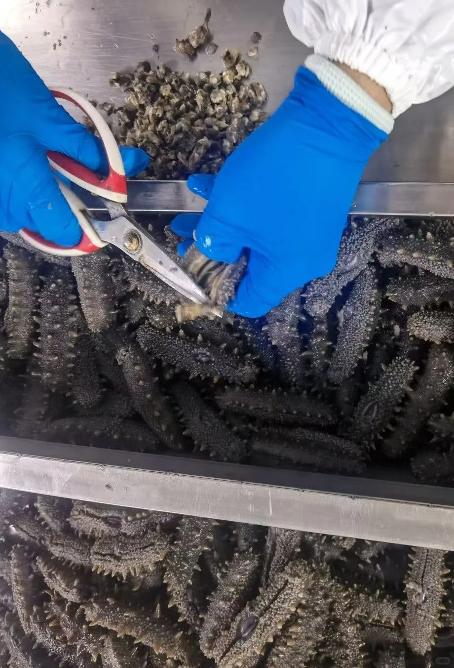 海参原料严格把关！