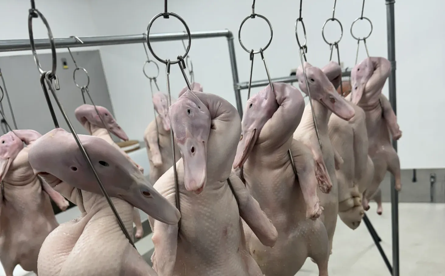 东京大型烤鸭工厂，代加工各类产品。