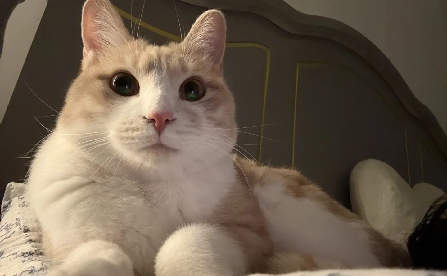 AAA建材批发咪总