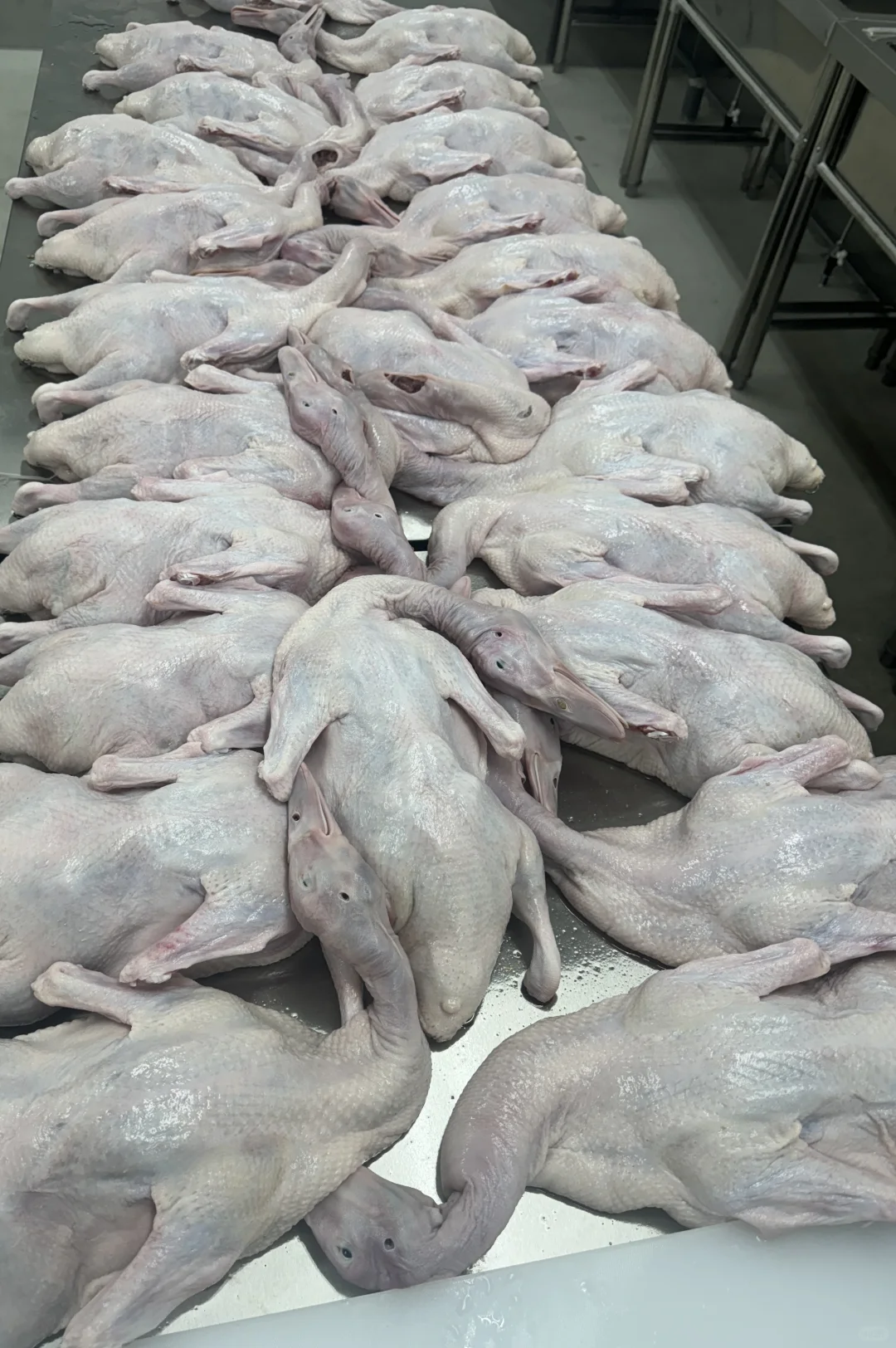 东京大型烤鸭工厂，代加工各类产品。