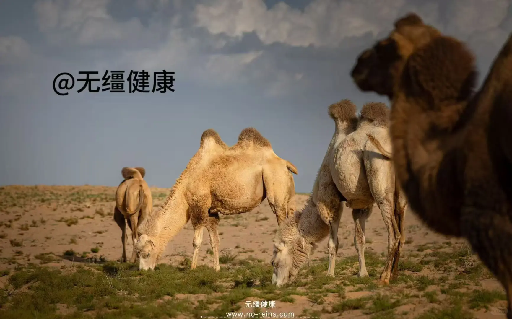 在沙漠腹地,我们找到了真正自由的奶