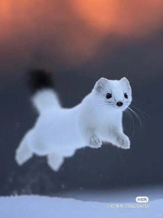 白鼬真是世界上最可爱的动物啊