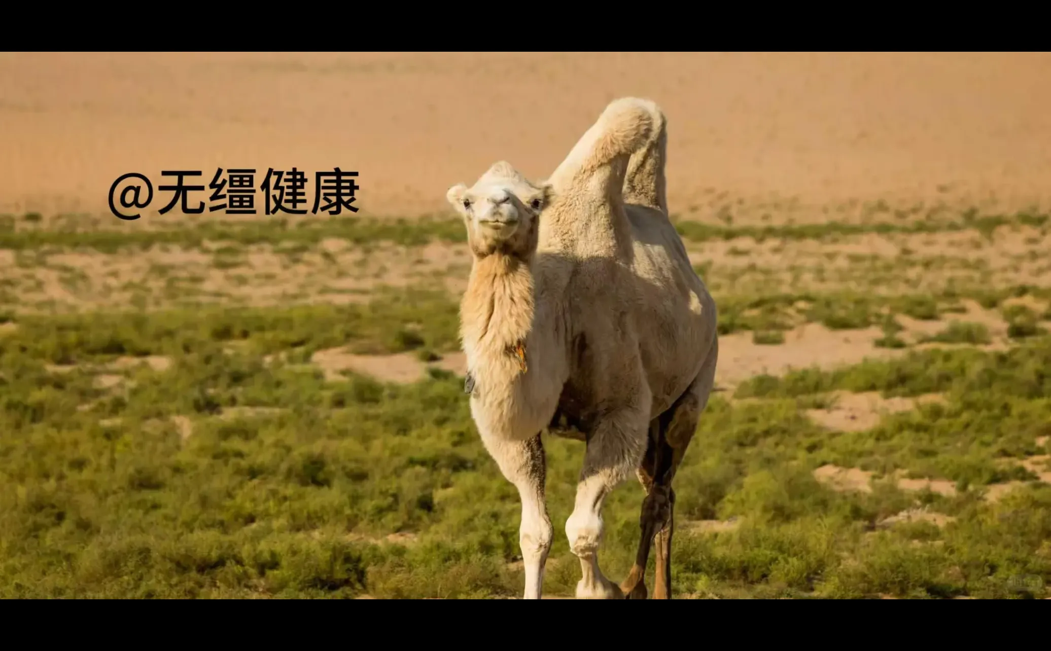 在沙漠腹地,我们找到了真正自由的奶