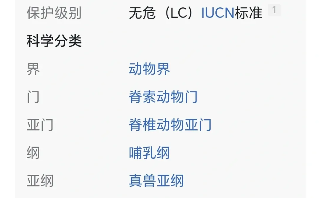 白鼬真是世界上最可爱的动物啊