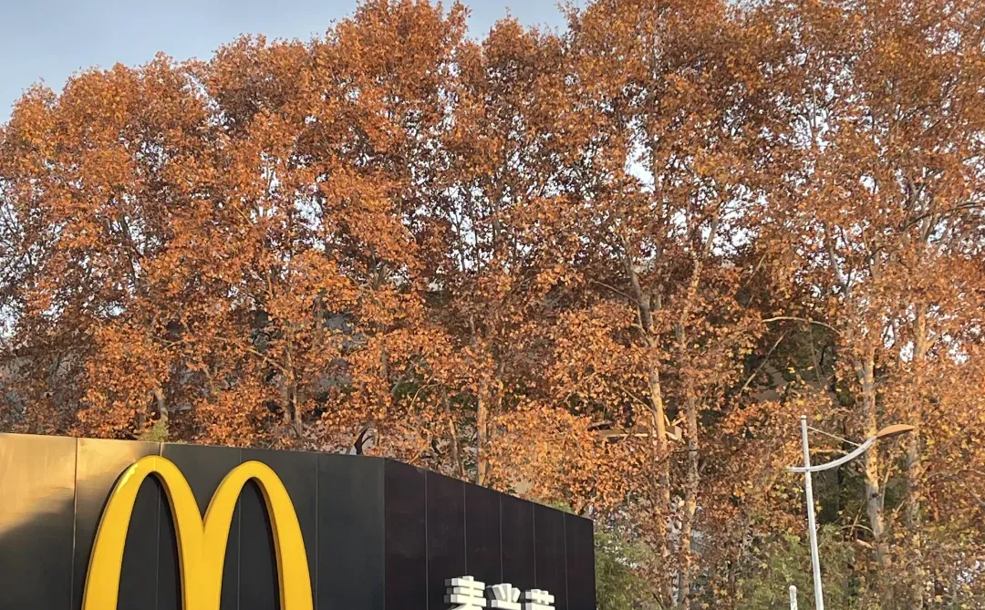 南京的秋天真的结束了