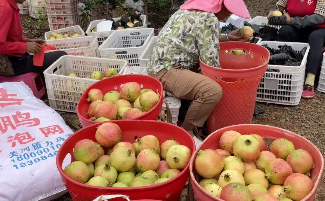 我爸说，卖了也比烂了强，1个1块左右