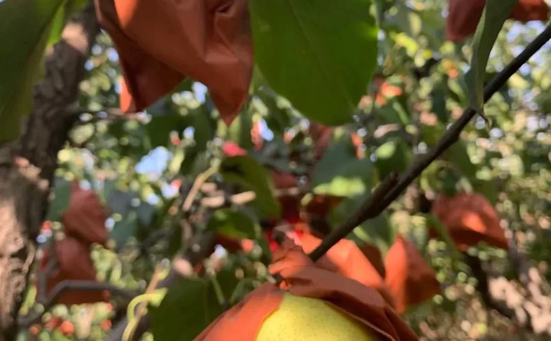 山西自家种的酥梨真的没人买吗