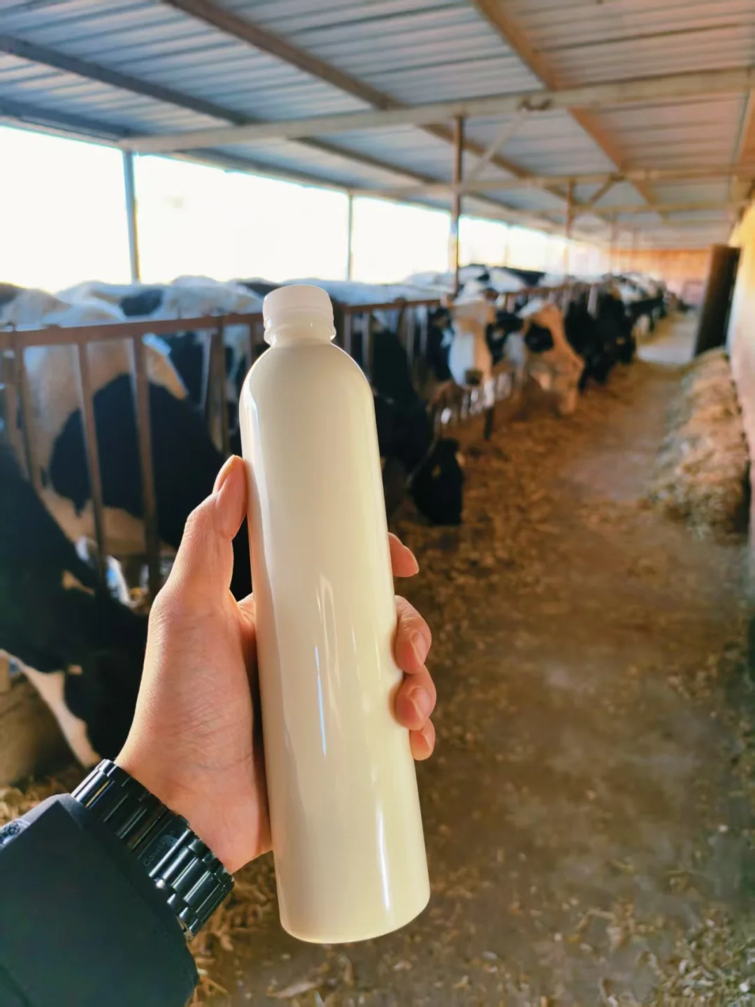 有奶牛的地方就是天堂～