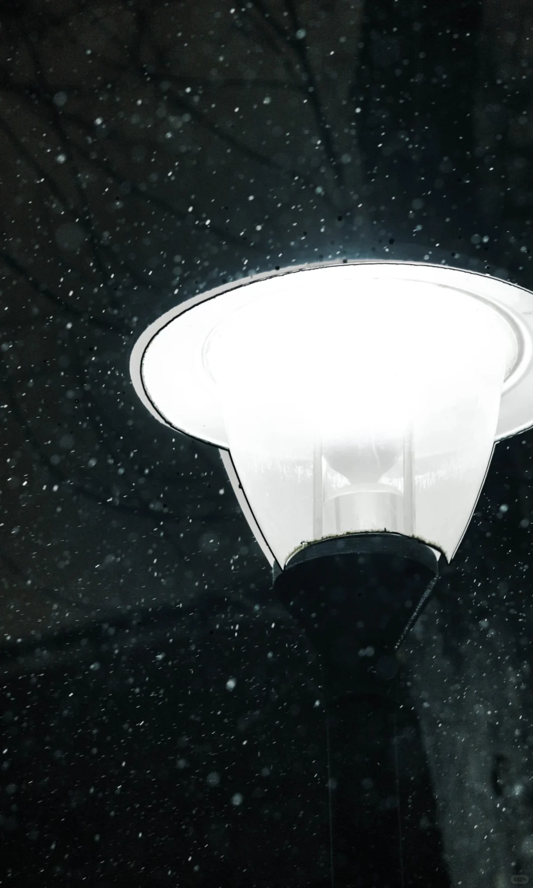 林子好像一个微缩模型