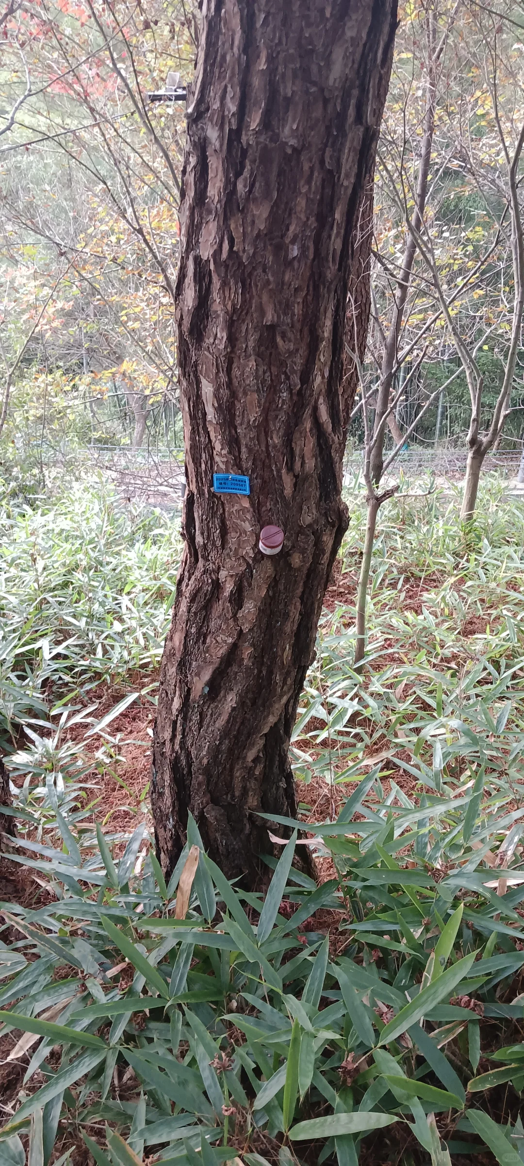 林业工程人的一天