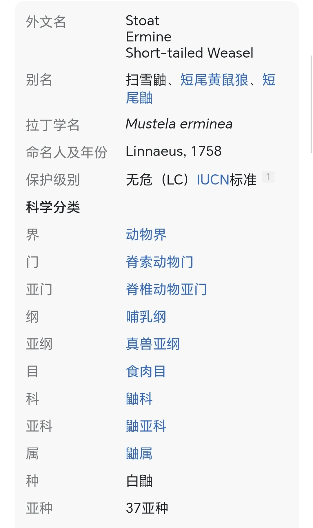 白鼬真是世界上最可爱的动物啊