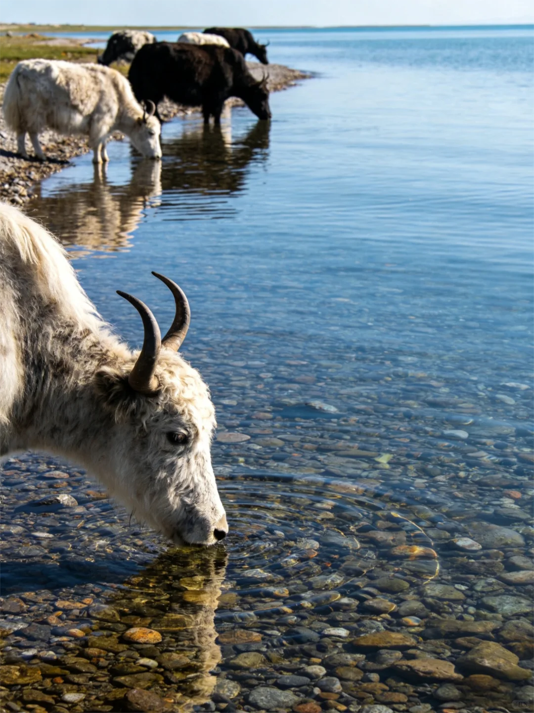 致前行者：草原有诺，后方可依
