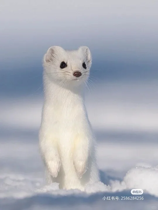 白鼬真是世界上最可爱的动物啊