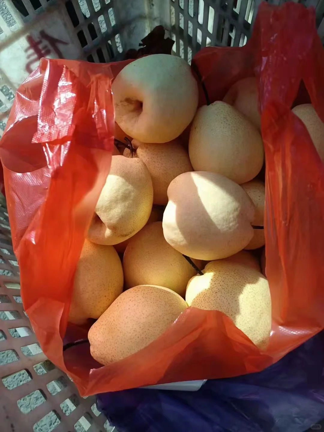 山西自家种的酥梨真的没人买吗