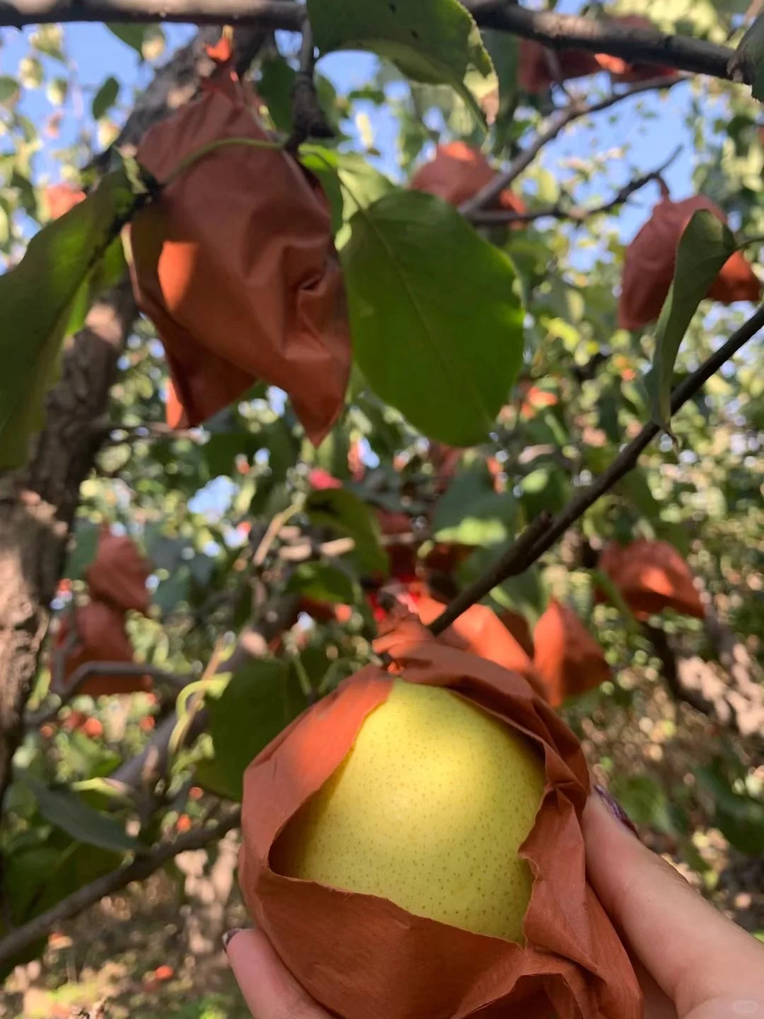 山西自家种的酥梨真的没人买吗