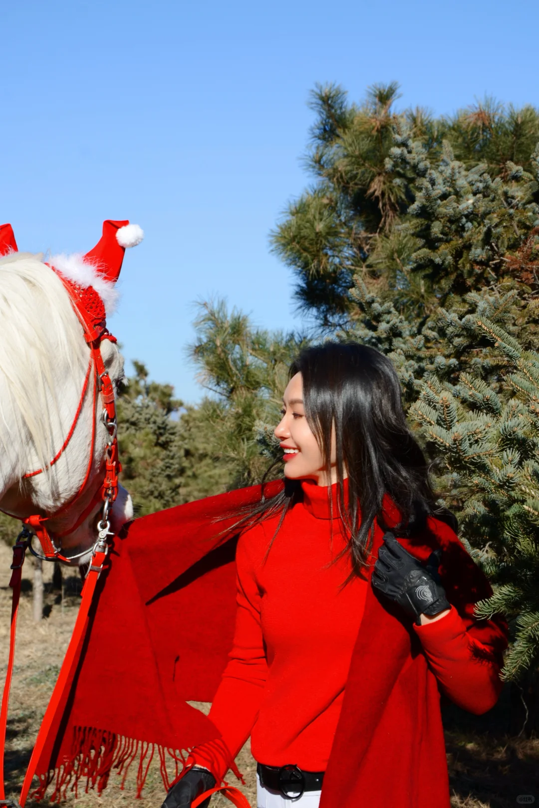 圣诞马术写真?｜圣诞快乐