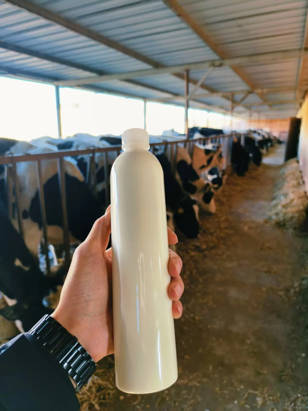 有奶牛的地方就是天堂～